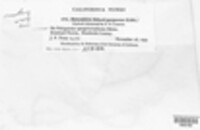 Melampsora epitea var. epitea image